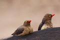 Pique boeuf sur un buffle
PN de Kruger - SA  