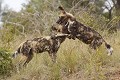Lycaons en train de jouer en se mordant 
PN de Kruger RSA  