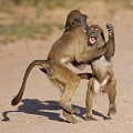 Babouin chacma (papio ursinus)
Jeunes  babouins chacma en train de jouer dans une danse endiablée
PN de Kruger - SA Babouin, mammifère, jeune, jeux, danse, Afrique 