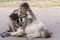Jeunes babouins jouant. Kruger N.P. Afrique du Sud  