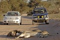 PN de Kgalagadi - AFRIQUE DU SUD  
