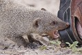 PN D'ETOSHA - NAMIBIE  