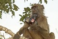 Babouin ayant dérobé le rétroviseur d'un véhicule. Kruger N.P. Afrique du Sud  