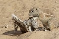 PN d'ETOSHA - NAMIBIE  