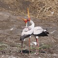 PN de Kruger - AFRIQUE DU SUD  