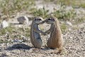 Etosha N.P. Namibie.   avril  
