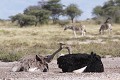 Couple d'autruches. PN d'ETOSHA - NAMIBIE  