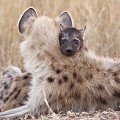 Jeunes hyènes tachetées se reposant  près de la tannière.
Parc National de Kruger
Afrique du Sud  