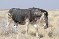 Pelage anormal du fait d'une anomalie génétique. Etosha N.P. Namibie  