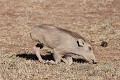 Réserve Massaï Mara - KENYA  