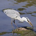 Héron cendré ingurgitant un poisson
PN de Kruger - SA héron cendré, poisson, ingurgiter, bec, avaler, afrique 