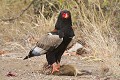 Aigle bateleur sur sa proie. Kruger N.P. Afrique du Sud aigle bateleur, terathopius ecaudatus, proie, attraper, chasser, afrique 