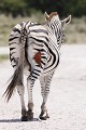 Zèbre de Burchell. P.N.Etosha. Namibie  