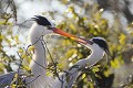 Héron cendré (Ardea cinerea). P.N. Kruger. Afrique du Sud  