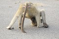 P.N. Kruger. Afrique du Sud  