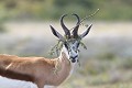 Springbok en rut. Etosha N.P. Namibie. avril  