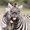 Zèbre de Burchell (Equus burchelli). P.N. Etosha. Namibie  