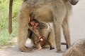 Babouin chacma (papio ursinus)
PN de KRUGER 
AFRIQUE DU SUD Babouin chacma, sexe, sexualité, jeune, Afrique 