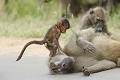 Jeune babouin piétinant un adulte en cours d'épouillage  