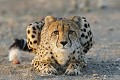 Guépard en arrêt devant le photographe  