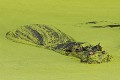 Hippopotame au repos dans les lentilles d'eau  