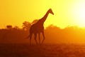 Girafe au soleil couchant  