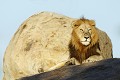 Lion au soleil levant  