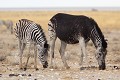 Anomalie génétique exceptionnelle observée chez un zèbre de Burchell à Etosha Zèbre ; anomalie ; mammifère ; Namibie ; Etosha ; noir ; robe ; Burchell ; génétique ; Afrique ; différent ; 