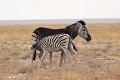 Anomalie génétique exceptionnelle observée chez un zèbre de Burchell à Etosha Zèbre ; robe ; noir ; mammifère ; Burchell ; Namibie ; anomalie ; Etosha ; génétique ; différent ; allaitement ; reproduction ; Afrique 