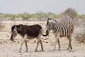 Anomalie génétique exceptionnelle observée chez un zèbre de Burchell à Etosha Zèbre ; Burchell ; anomalie ; noir ; robe ; mammifère ; Namibie ; Etosha ; 