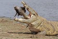  Crocodile ; cannibalisme ; prédation ; Kruger ; Afrique du Sud 