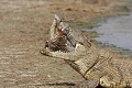  Crocodile ; cannibalisme ; prédation ; Kruger ; Afrique du Sud 