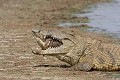  Crocodile ; cannibalisme ; prédation ; Kruger ; Afrique du Sud 