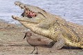  Crocodile ; cannibalisme ; prédation ; Kruger ; Afrique du Sud 