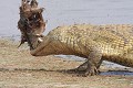  Crocodile ; cannibalisme ; prédation ; Kruger ; Afrique du Sud 