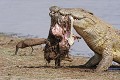  Crocodile ; cannibalisme ; prédation ; Kruger ; Afrique du Sud 