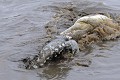  Crocodile ; cannibalisme ; prédation ; Kruger ; Afrique du Sud 