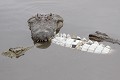  Crocodile ; cannibalisme ; prédation ; Kruger ; Afrique du Sud 