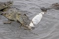 Crocodile ; cannibalisme ; prédation ; Kruger ; Afrique du Sud 