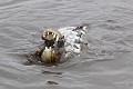  Crocodile ; cannibalisme ; prédation ; Kruger ; Afrique du Sud 