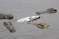  Crocodile ; cannibalisme ; prédation ; Kruger ; Afrique du Sud 
