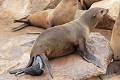 Otarie ; naissance ; mammifère marin ; Namibie 