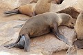  Otarie ; naissance ; mammifère marin ; Namibie 