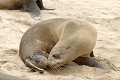  Otarie ; naissance ; mammifère marin ; Namibie 