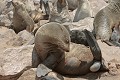  Otarie ; naissance ; mammifère marin ; Namibie 