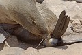  Otarie ; naissance ; mammifère marin ; Namibie 
