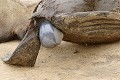  Otarie ; naissance ; mammifère marin ; Namibie 