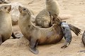  Otarie ; naissance ; mammifère marin ; Namibie 