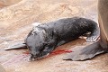  Otarie ; naissance ; mammifère marin ; Namibie 
