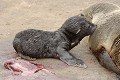  Otarie ; naissance ; mammifère marin ; Namibie 